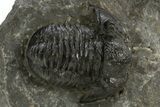 Bargain, Detailed Proetid (Gerastos) Trilobite Fossil - Morocco #325837-1